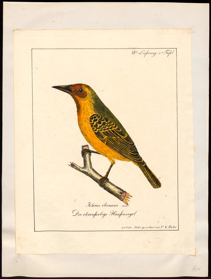 Hyphantornis olivacea - 1700-1880 - Print - Iconographia Zoologica - Special Collections University of Amsterdam - UBA01 IZ15900027