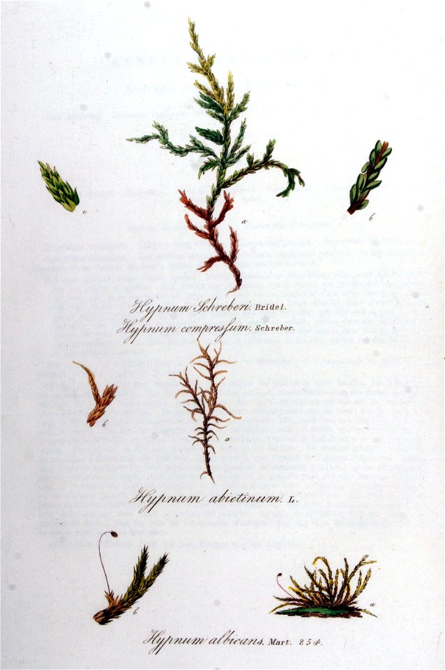 Hypnum abietinum — Flora Batava — Volume v11