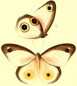 Hyantis hodeva Illustrations of new species of exotic butterflies Drusilla & Hyantis