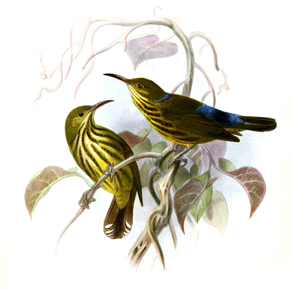 Hypogramma hypogrammicum Keulemans