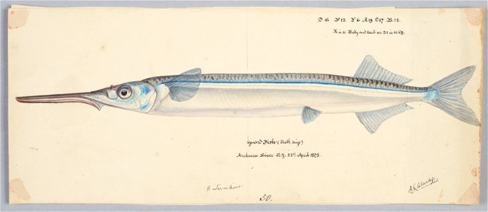 Hyporhamphus ihi by Frank Edward Clarke