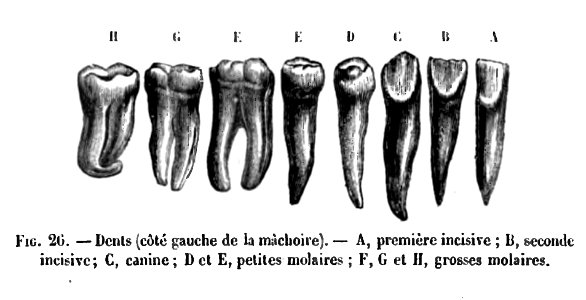 Huxley - De la place de l'homme dans la nature (page 233 crop)