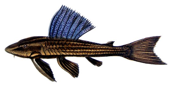 Hypostomus subcarinatus Castelnau. Free illustration for personal and commercial use.