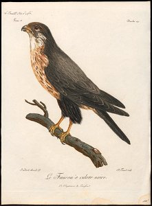 Hypotriorchis ardesiacus - 1796-1808 - Print - Iconographia Zoologica - Special Collections University of Amsterdam - UBA01 IZ18200195