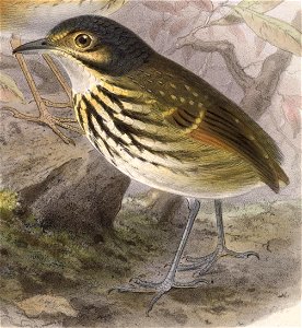 Hylopezus perspicillatus 1902