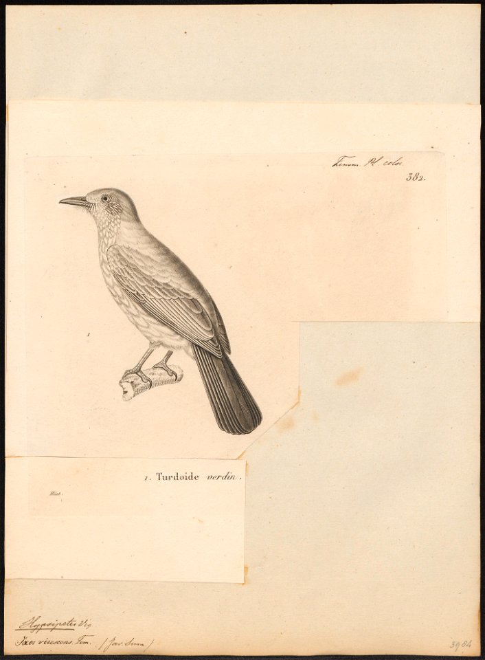 Hypsipetes virescens - 1700-1880 - Print - Iconographia Zoologica - Special Collections University of Amsterdam - UBA01 IZ16400039