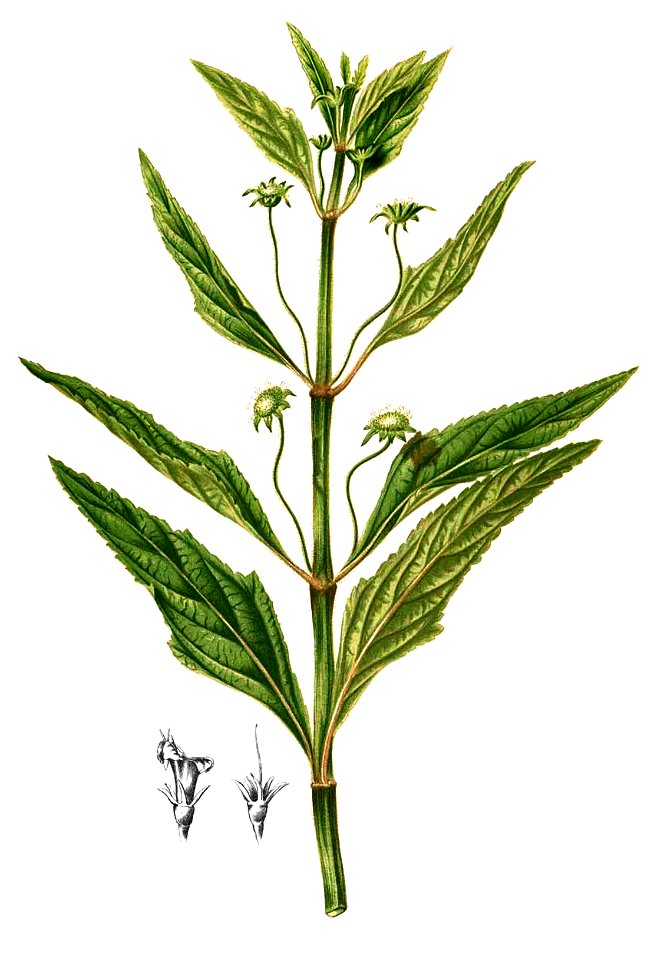 Hyptis capitata Blanco2.294-cropped