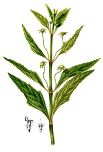 Hyptis capitata Blanco2.294-cropped