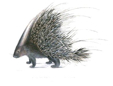 Hystrix cristata Hardwicke