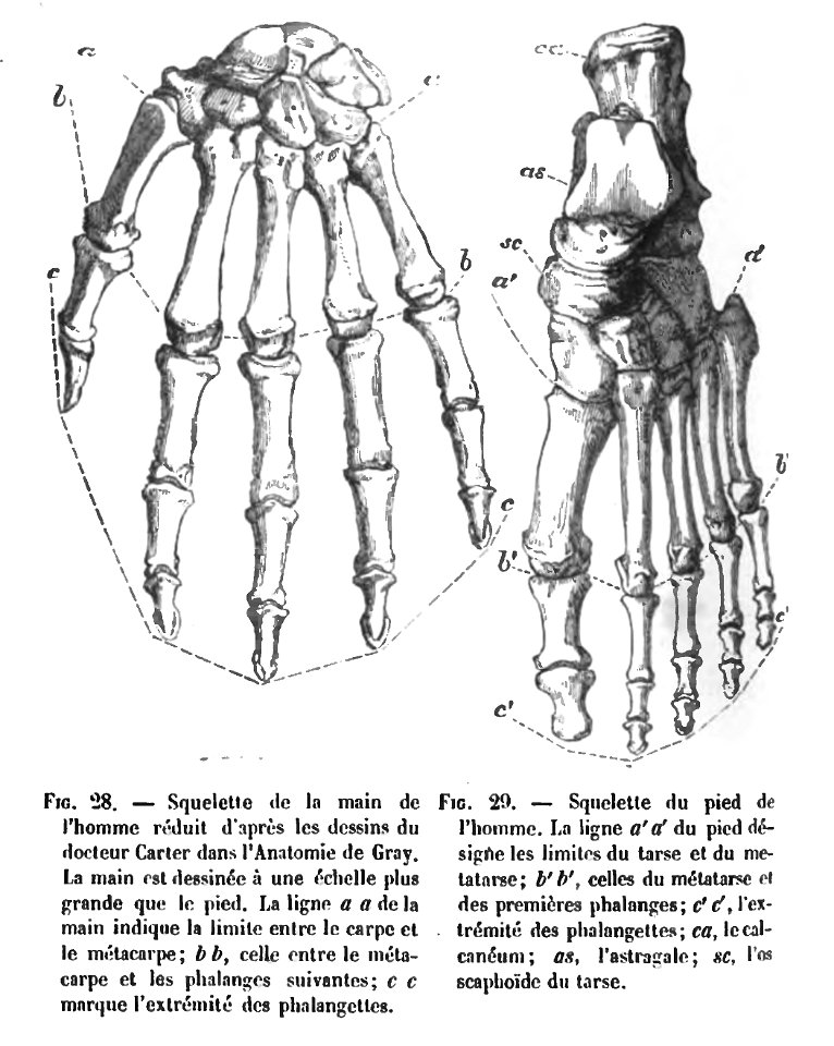 Huxley - De la place de l'homme dans la nature (page 241 crop)