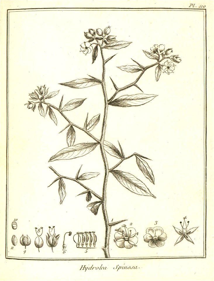 Hydrolea spinosa Aublet 1775 pl 110