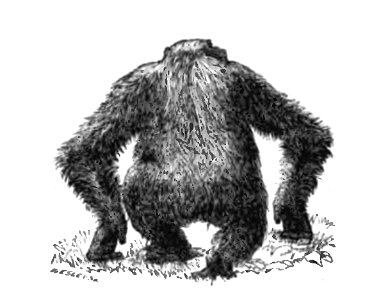 Huxley - De la place de l'homme dans la nature (page 185 crop)