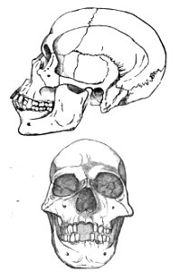 Huxley - De la place de l'homme dans la nature (page 319 crop)