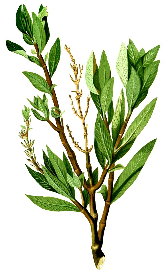 Hygrophila salicifolia Blanco2.363-cropped