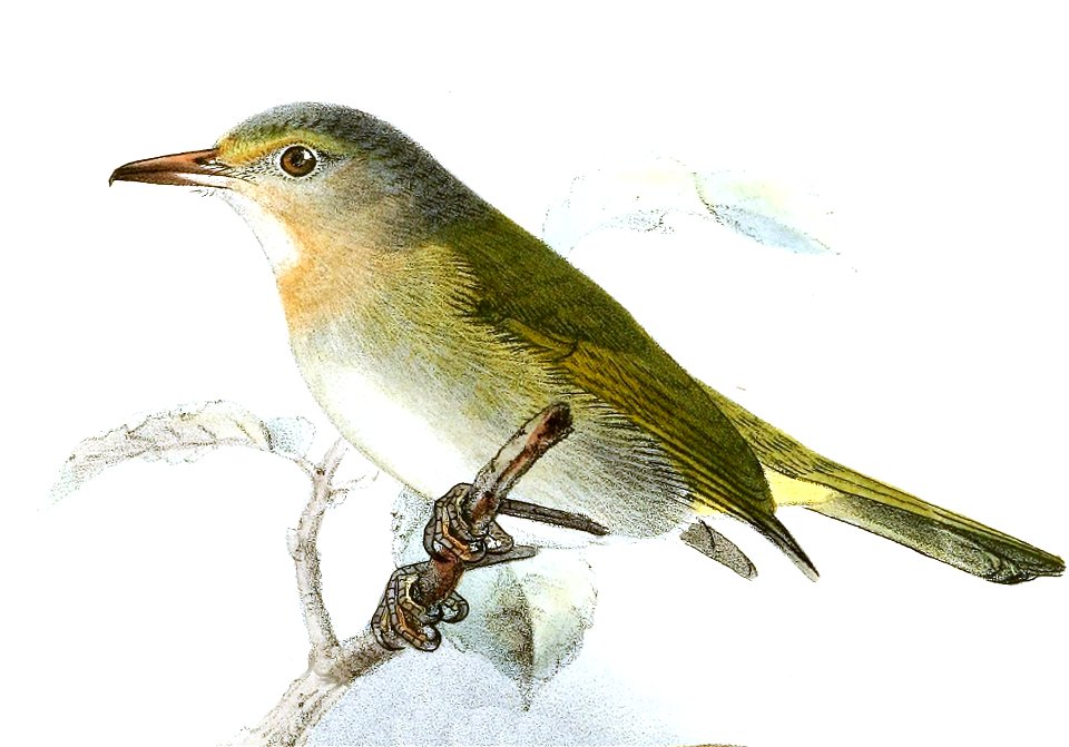 Hylophilus muscicapinus Keulemans