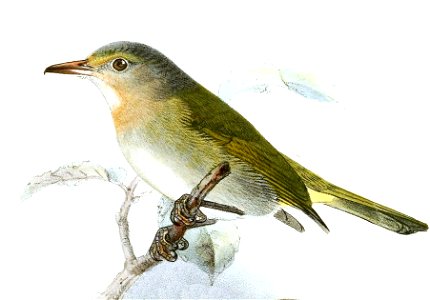 Hylophilus muscicapinus Keulemans