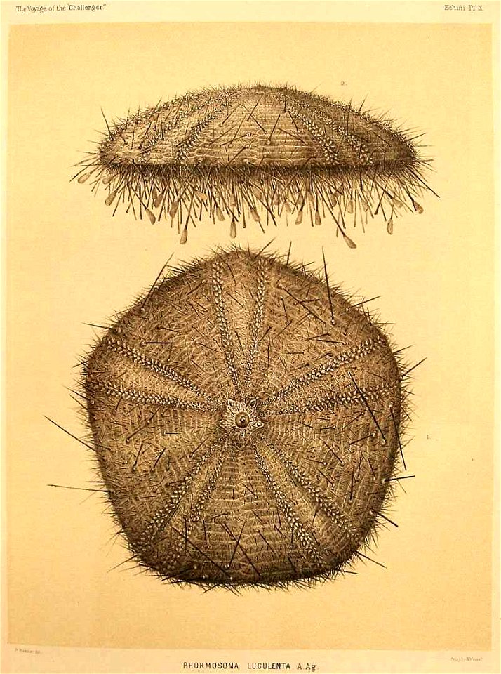 Hygrosoma luculentum