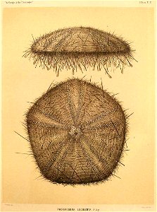 Hygrosoma luculentum