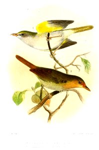 HylophilusSmit