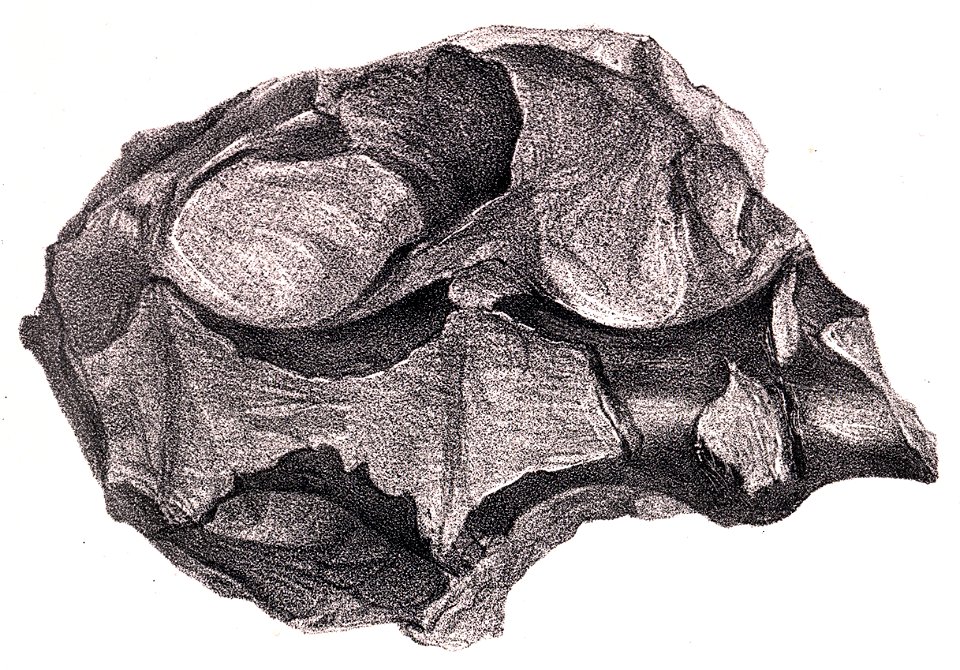 Hylaeosaurus sacrum