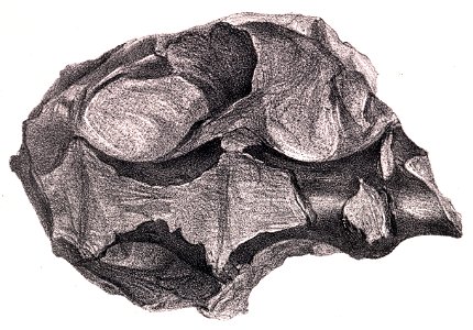Hylaeosaurus sacrum