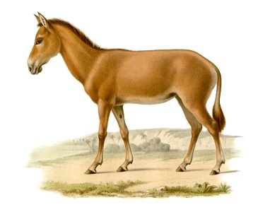 Hémippe