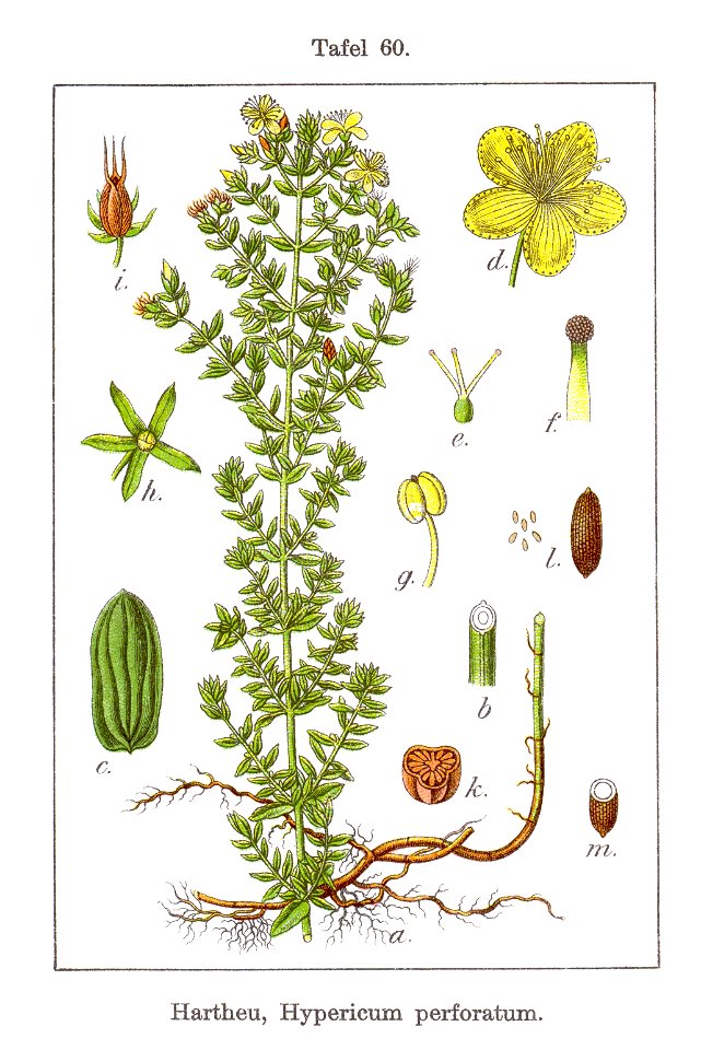 Hypericum perforatum (Sturm 06, plate 060) clean