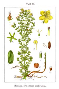 Hypericum perforatum (Sturm 06, plate 060) clean. Free illustration for personal and commercial use.