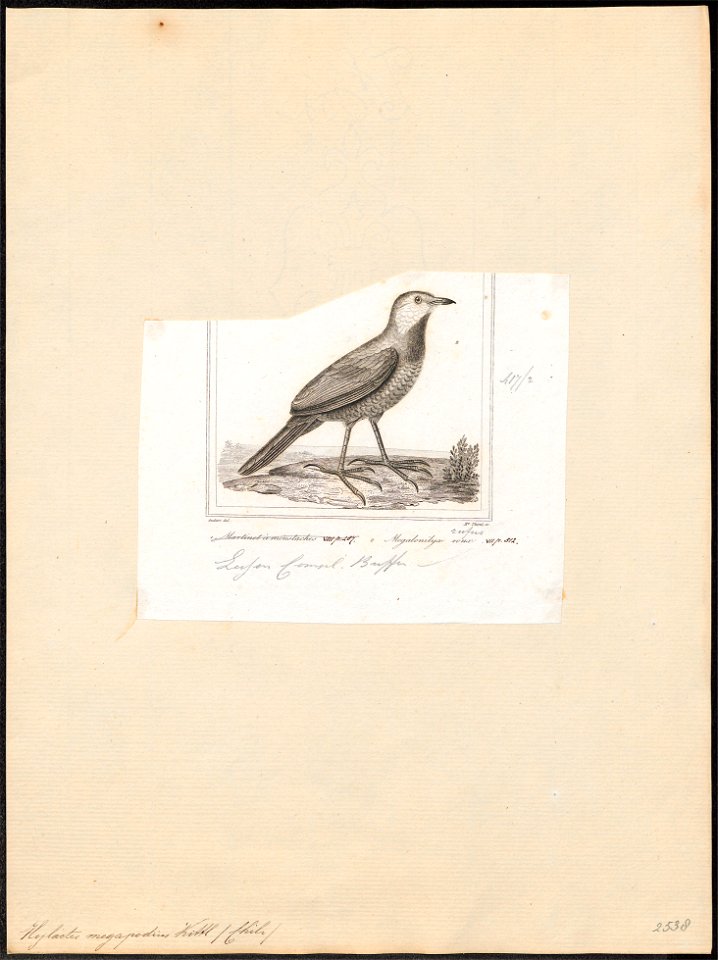 Hylactes megapodius - 1838 - Print - Iconographia Zoologica - Special Collections University of Amsterdam - UBA01 IZ19200429