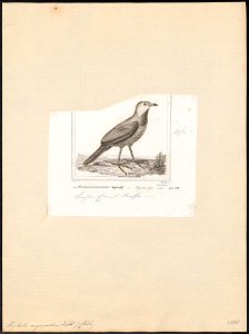 Hylactes megapodius - 1838 - Print - Iconographia Zoologica - Special Collections University of Amsterdam - UBA01 IZ19200429