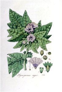 Hyoscyamus niger — Flora Batava — Volume v5