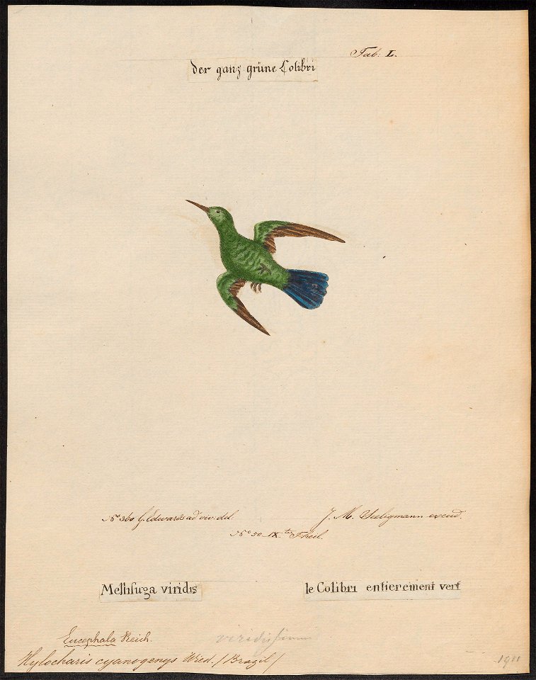 Hylocharis cyanogenys - 1700-1880 - Print - Iconographia Zoologica - Special Collections University of Amsterdam - UBA01 IZ19100487