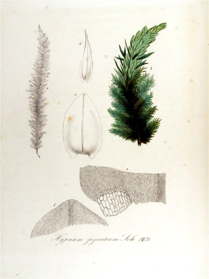 Hypnum giganteum — Flora Batava — Volume v13