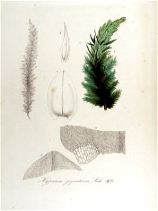 Hypnum giganteum — Flora Batava — Volume v13
