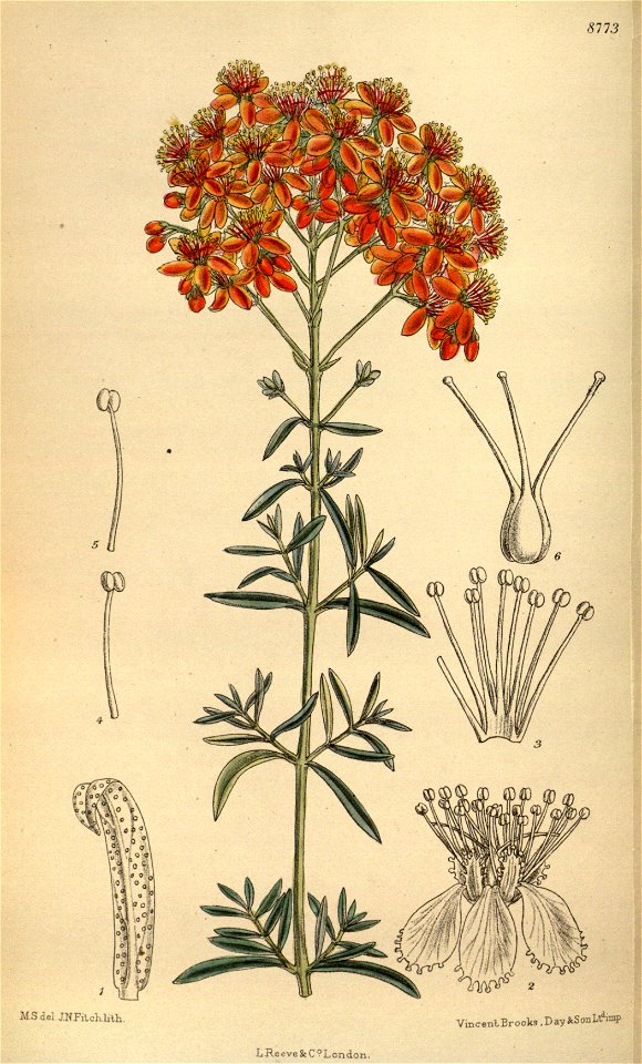 Hypericum laeve rubrum 144-8773