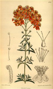 Hypericum laeve rubrum 144-8773