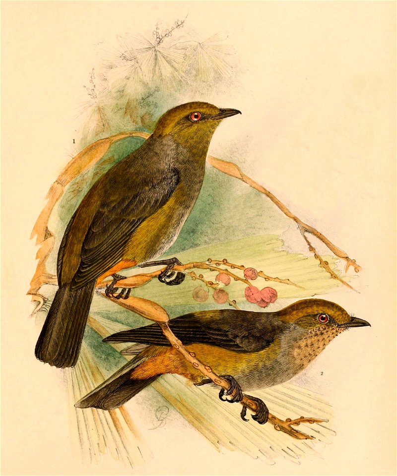 Hylocitrea bonensis bonthaina 1898