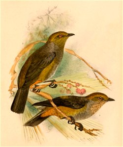 Hylocitrea bonensis bonthaina 1898