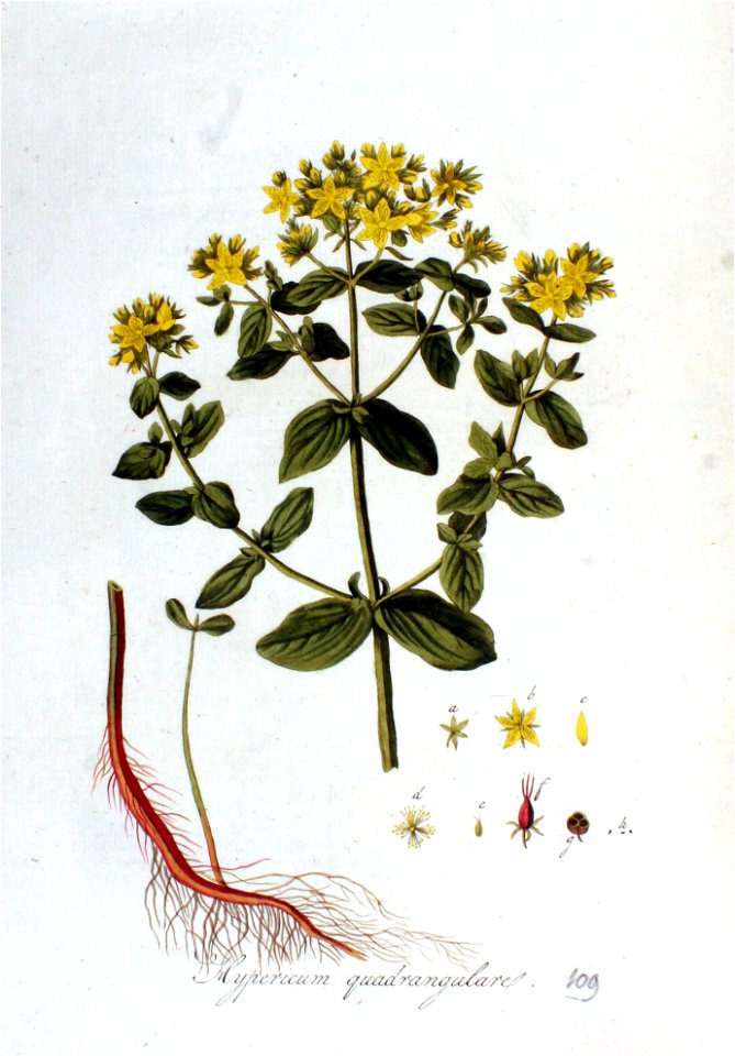 Hypericum quadrangulare — Flora Batava — Volume v2
