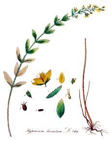 Hypericum hirsutum — Flora Batava — Volume v10 - clean
