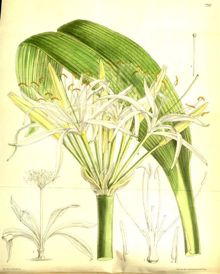 Hymenocallis schizostephana. Free illustration for personal and commercial use.