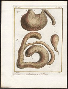 Hyaena spec. - anatomie - 1700-1880 - Print - Iconographia Zoologica - Special Collections University of Amsterdam - UBA01 IZ22200095