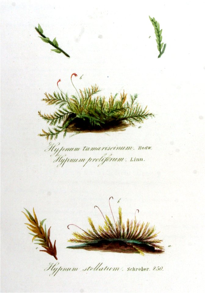 Hypnum proliferum — Flora Batava — Volume v11