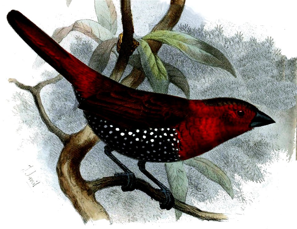 Hypargus niveiguttatus Smit