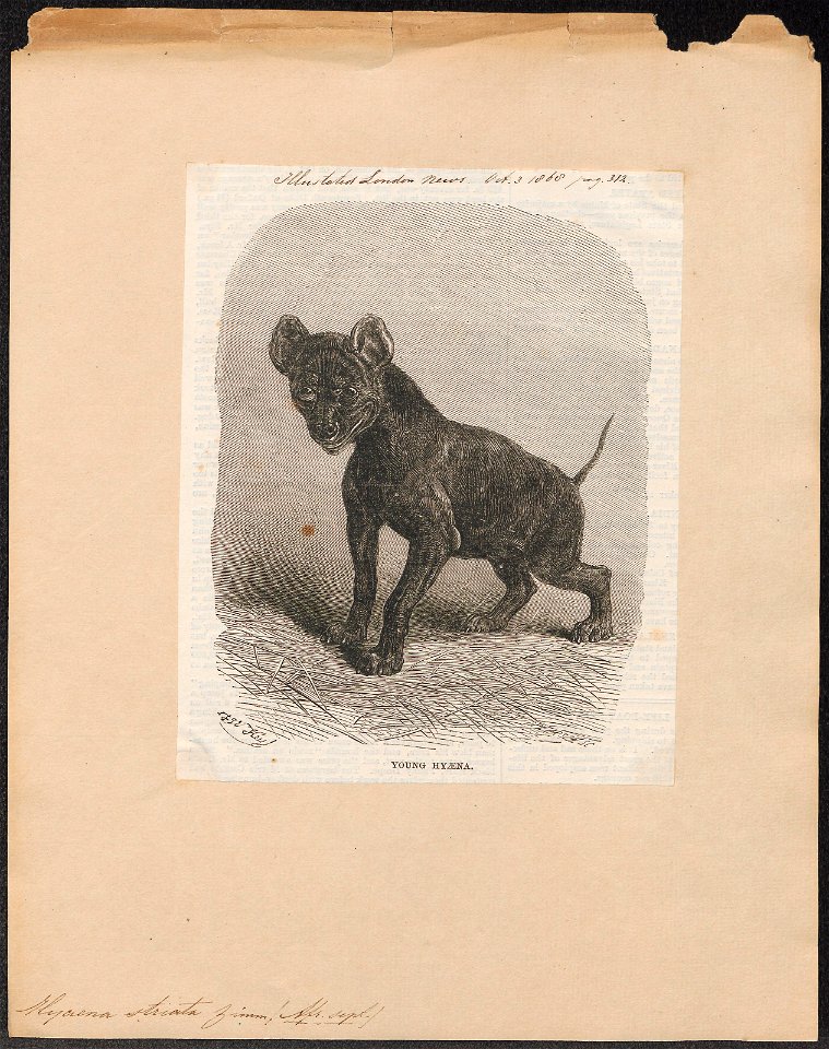 Hyaena striata - 1868 - Print - Iconographia Zoologica - Special Collections University of Amsterdam - UBA01 IZ22200071