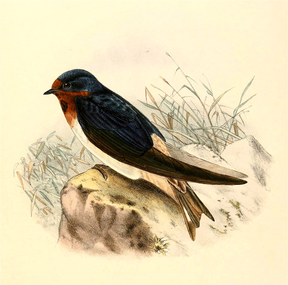 Hybrid Hirundo rustica erythrogaster× Petrochelidon pyrrhonota swainsoni 1894