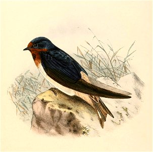 Hybrid Hirundo rustica erythrogaster× Petrochelidon pyrrhonota swainsoni 1894