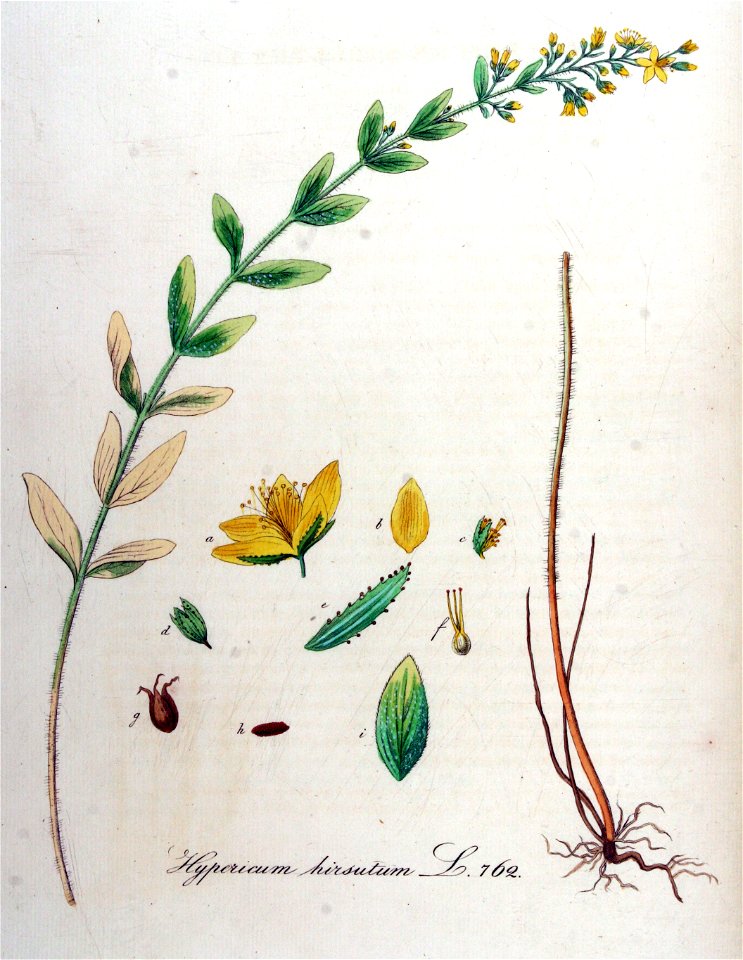 Hypericum hirsutum — Flora Batava — Volume v10