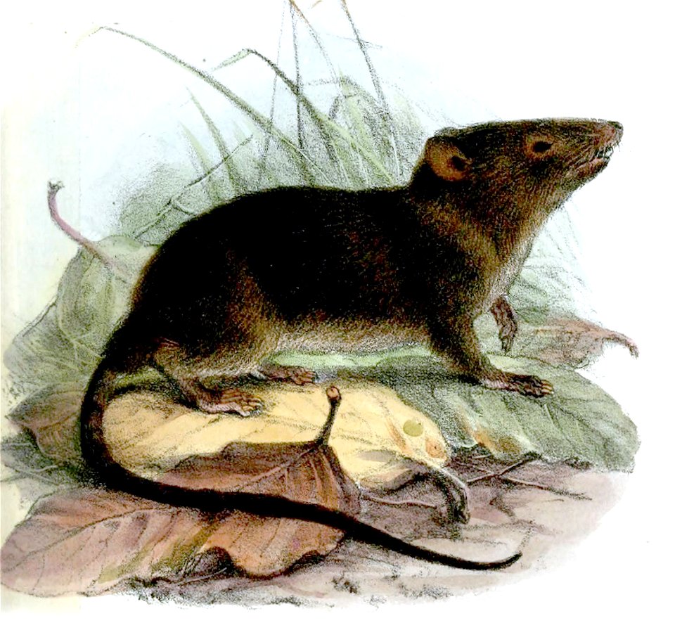 HyracodonFuliginosusWolf2
