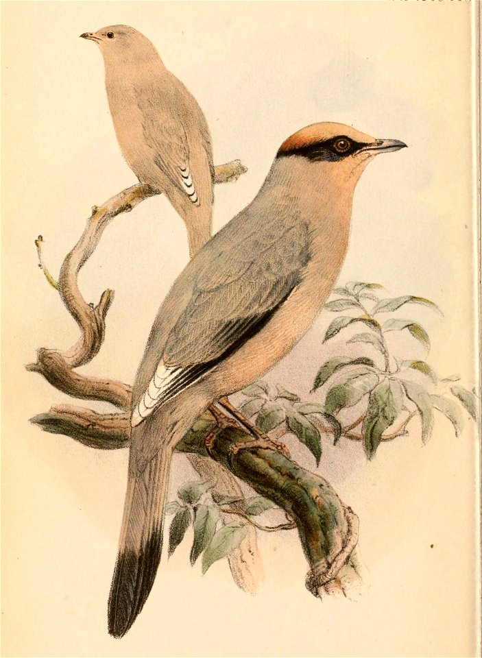 Hypocolius ampelinus 1868